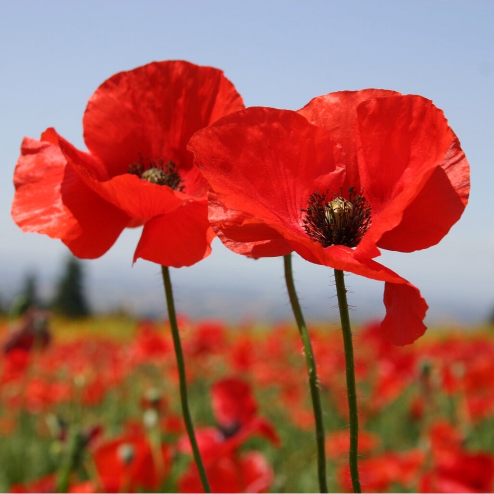 Meet your Posher, Poppy_finds